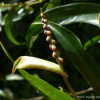 Pothos remotiflorus Hook.